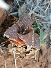 Haworthiopsis tessellata