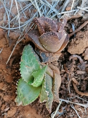 Haworthiopsis tessellata