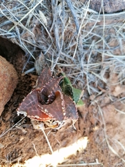 Haworthiopsis tessellata