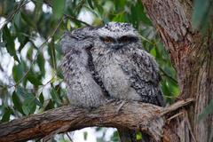 Podargus strigoides strigoides