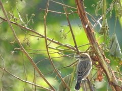 Saxicola maurus