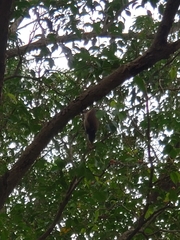 Streptopelia chinensis