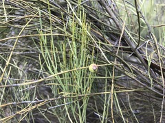 Choretrum glomeratum