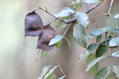 Caesalpinia vernalis