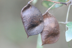 Caesalpinia vernalis