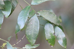 Caesalpinia vernalis