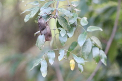 Caesalpinia vernalis
