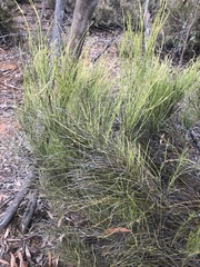 Choretrum glomeratum