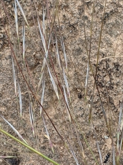 Austrostipa scabra