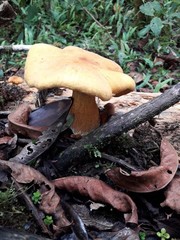 Armillaria luteobubalina