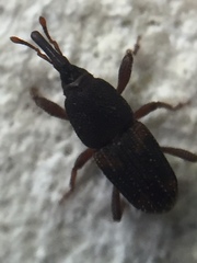 Sitophilus oryzae