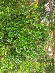 Syzygium hemilamprum