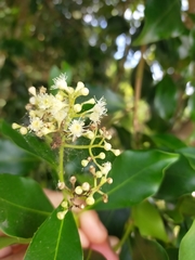 Syzygium hemilamprum