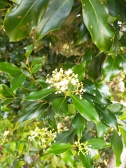 Syzygium hemilamprum