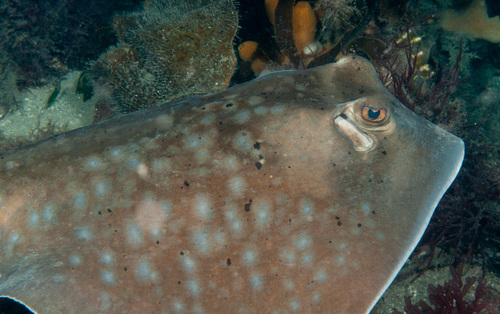 Coral Sea Maskray, photo 5 of 10
