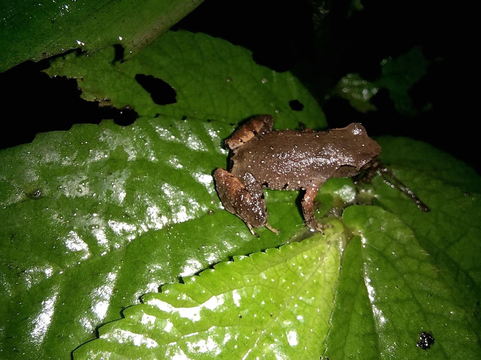 Gunung Mulu Borneo Frog photo 2