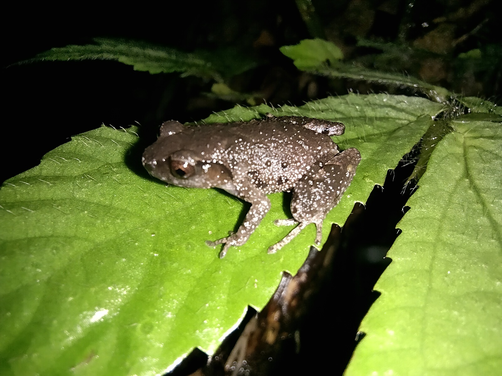 Gunung Mulu Borneo Frog photo 3