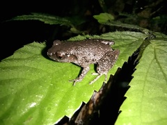 Leptobrachella parva