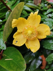 Hypericum androsaemum