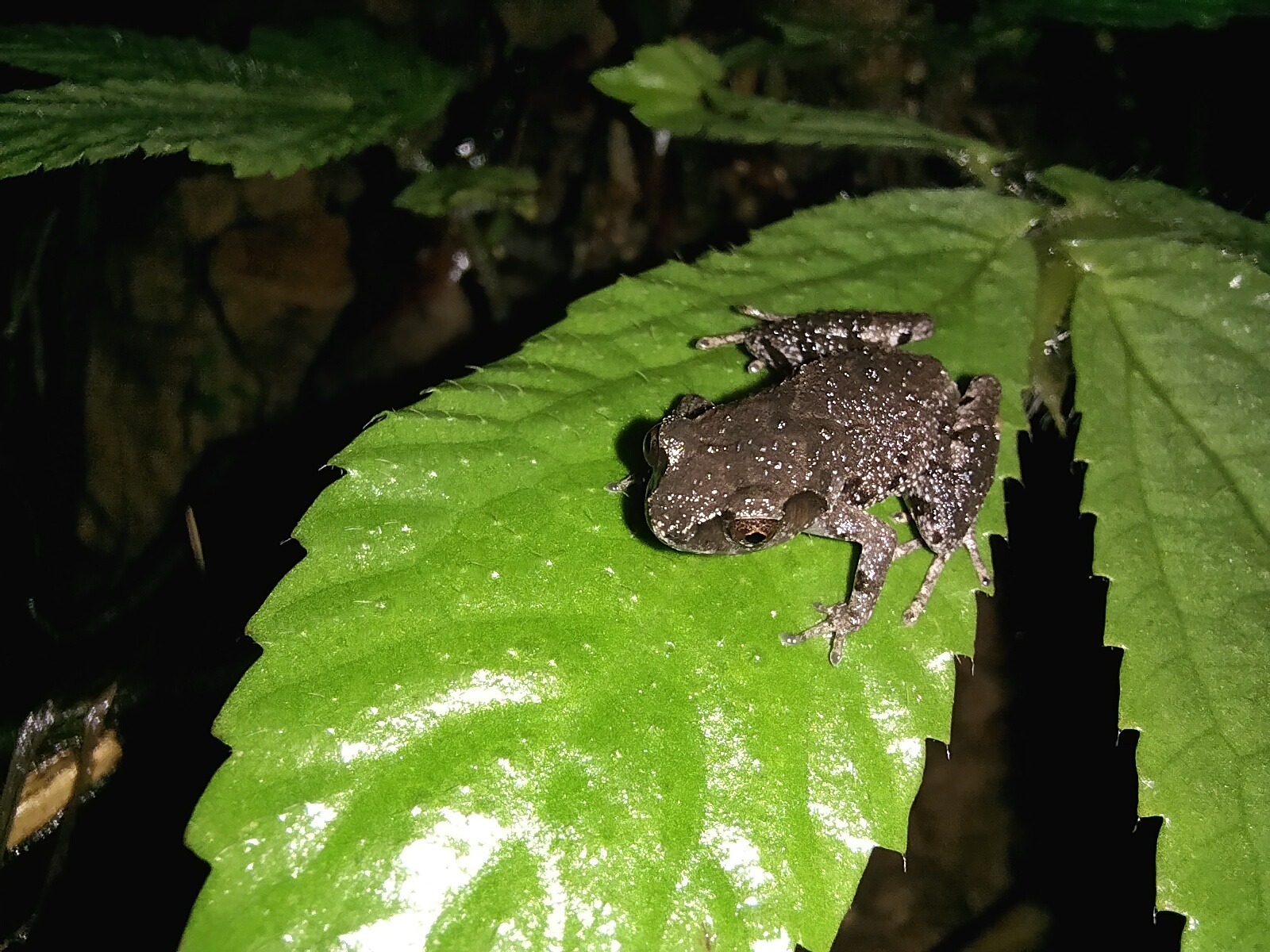 Gunung Mulu Borneo Frog photo 4