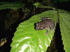 Leptobrachella parva