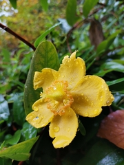 Hypericum androsaemum