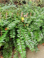 Hypericum androsaemum
