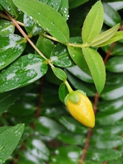 Hypericum androsaemum