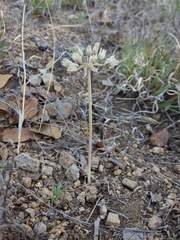 Allium macropetalum