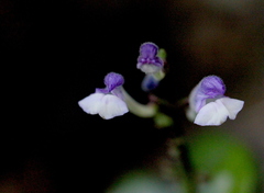 Scutellaria formosana