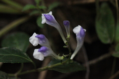 Scutellaria formosana