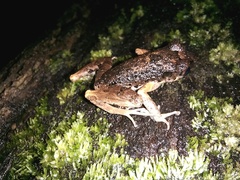 Leptobrachella dringi