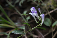 Scutellaria formosana