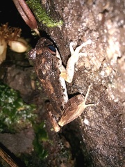 Leptobrachella dringi