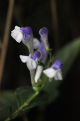 Scutellaria formosana