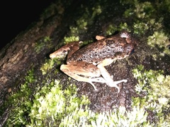 Leptobrachella dringi