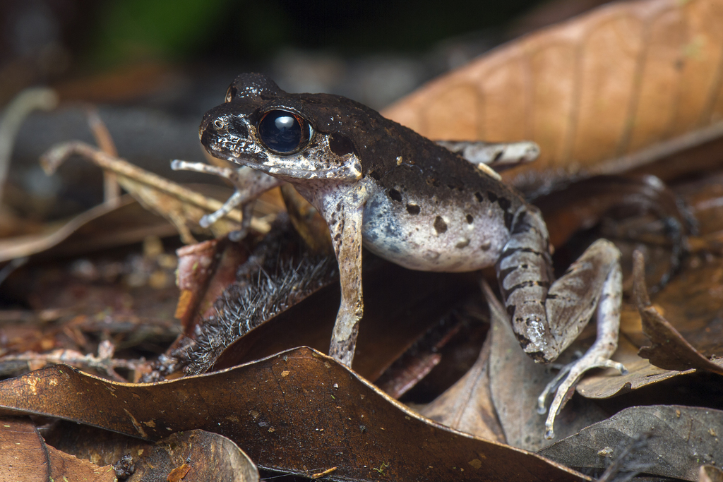 Sarawak Slender Litter Frog (Leptobrachella gracilis)
