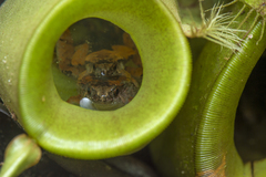 Microhyla nepenthicola