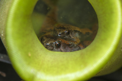 Microhyla nepenthicola