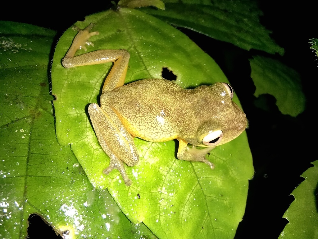 Muruk Mio Bubble-Nest Frog