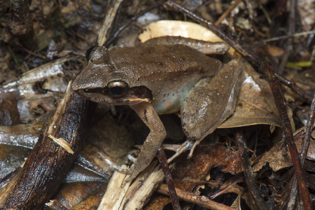 Lesser Swamp Frog