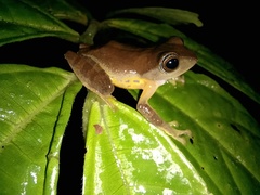 Leptomantis angulirostris