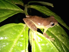 Leptomantis angulirostris