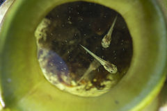 Microhyla nepenthicola