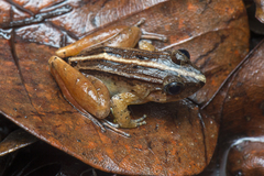 Limnonectes palavanensis