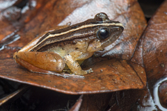 Limnonectes palavanensis