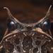 Long-nosed Horned Frog - Photo (c) birdtan, some rights reserved (CC BY-NC)