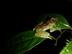 Staurois tuberilinguis