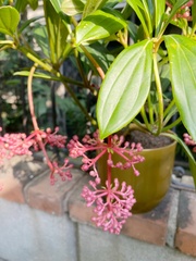Medinilla pendula