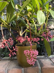 Medinilla pendula